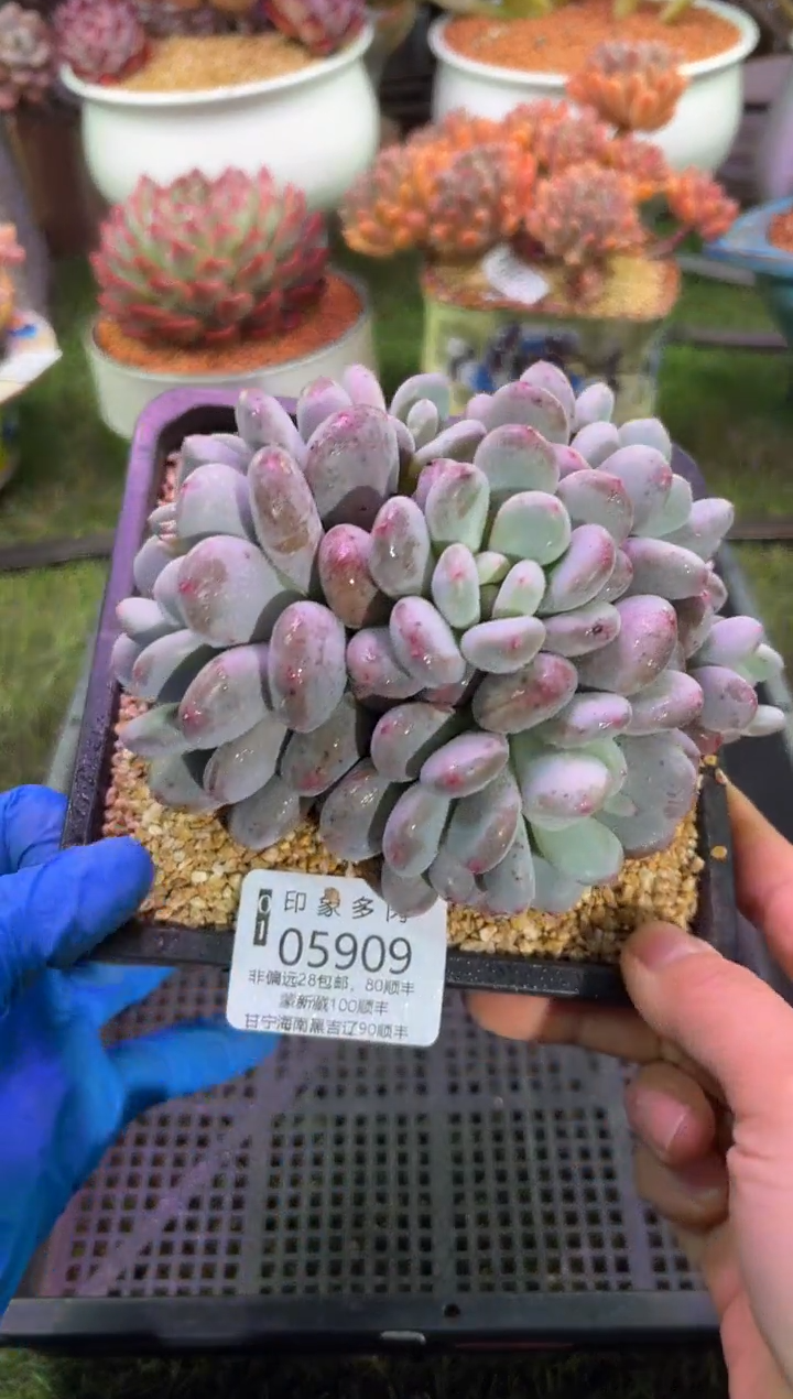 【闪购商品】05909