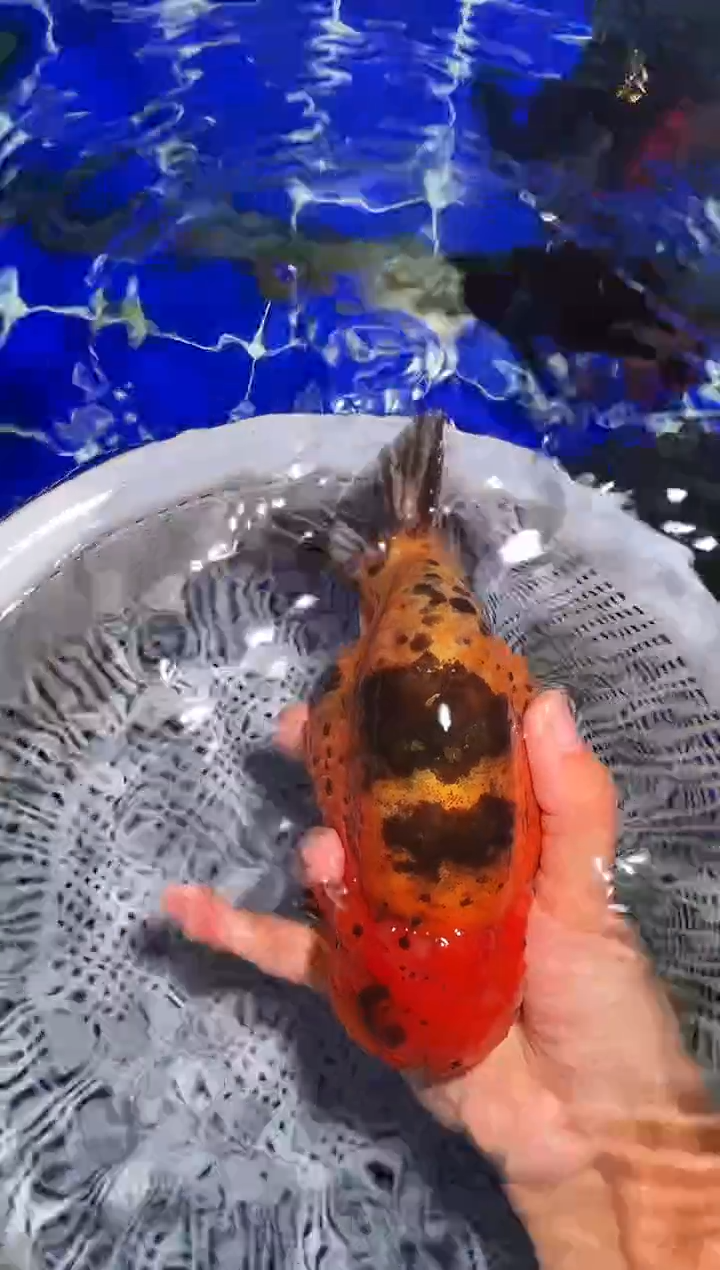金鱼（运费自理，马印灯照射）福州追鱼兰寿金鱼