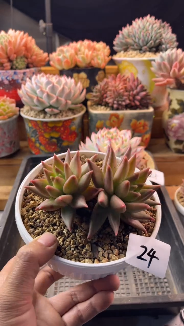 24布丁11111111111111