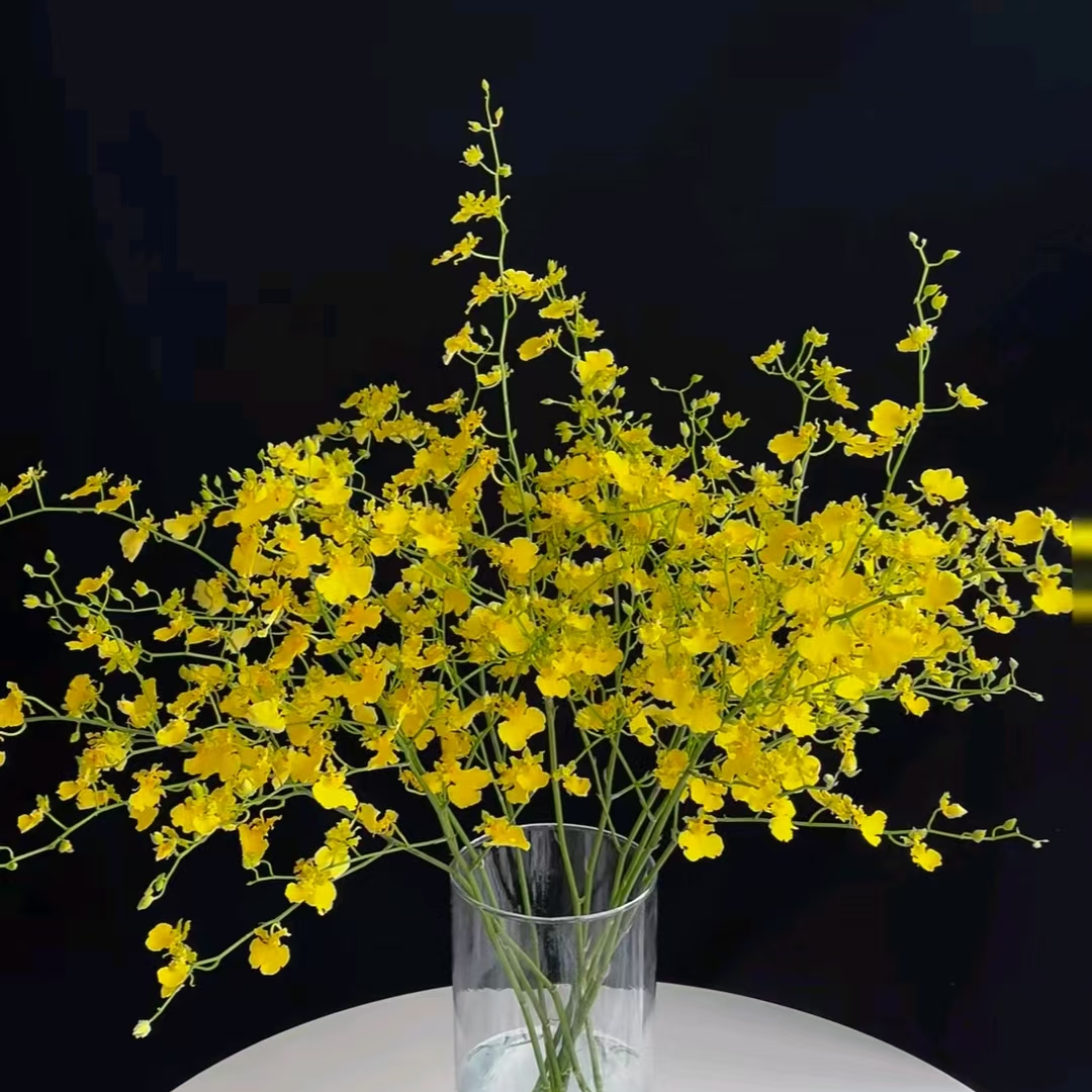 A级稀有小众跳舞兰鲜切花