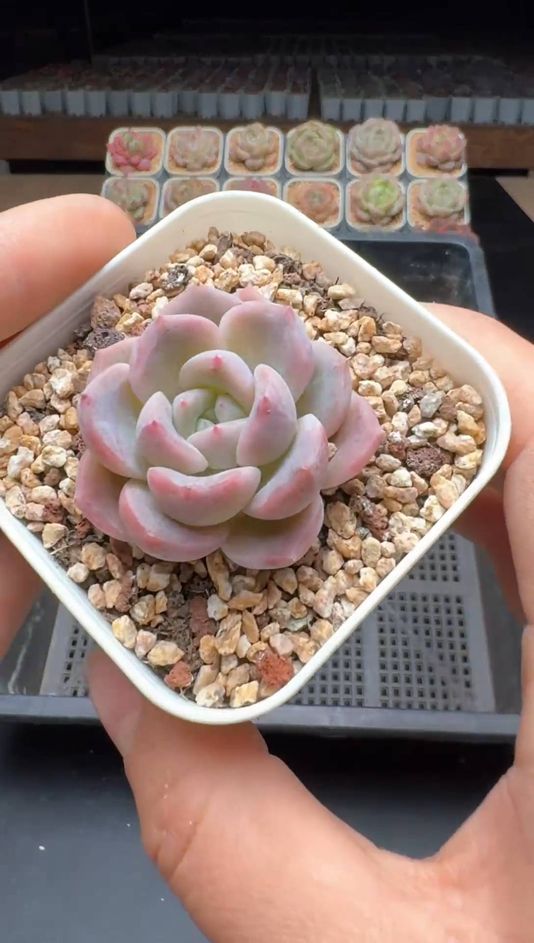 【闪购商品】729号一物一拍珍妮多肉花卉植物3颗起发