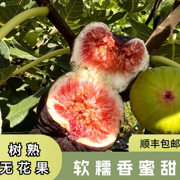 云南树熟无花果 软糯香蜜甜产地直发现摘现发坏果包赔（顺丰包邮）