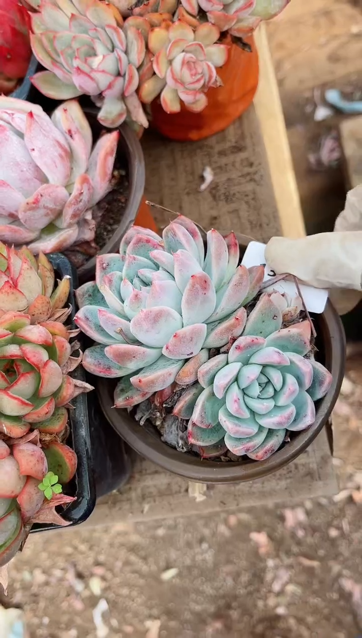 【闪购商品】13141