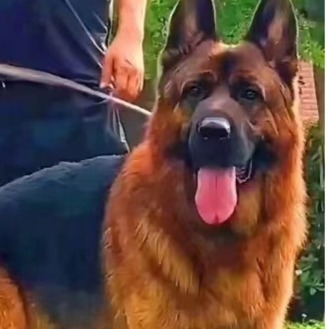宠物狗狗直播间专用链接