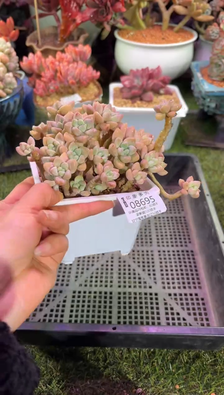 【闪购商品】08695