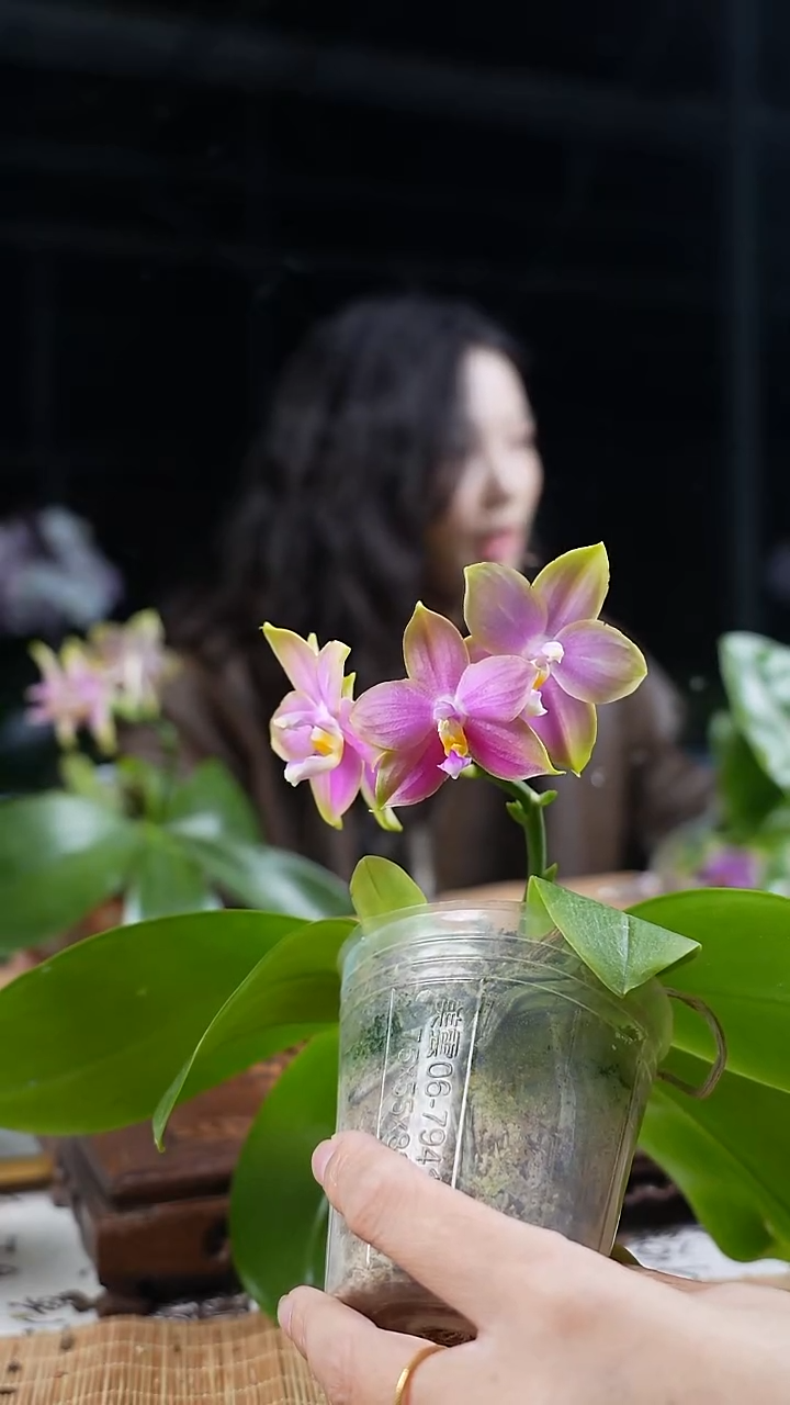 完全开放反射龙交蓝熊