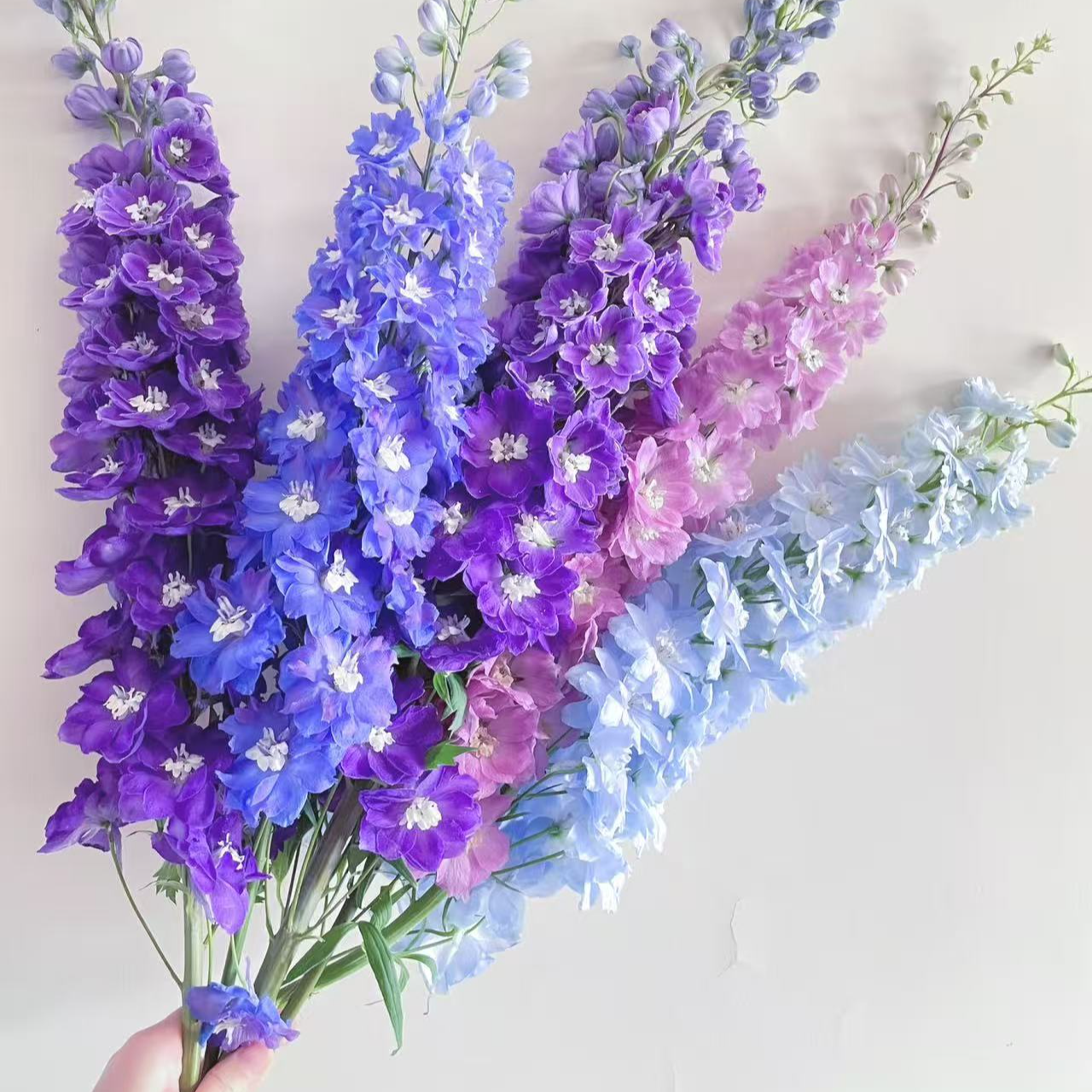 【一单不售后|大飞燕】花期长 新手友好  稀缺小众  鲜切花