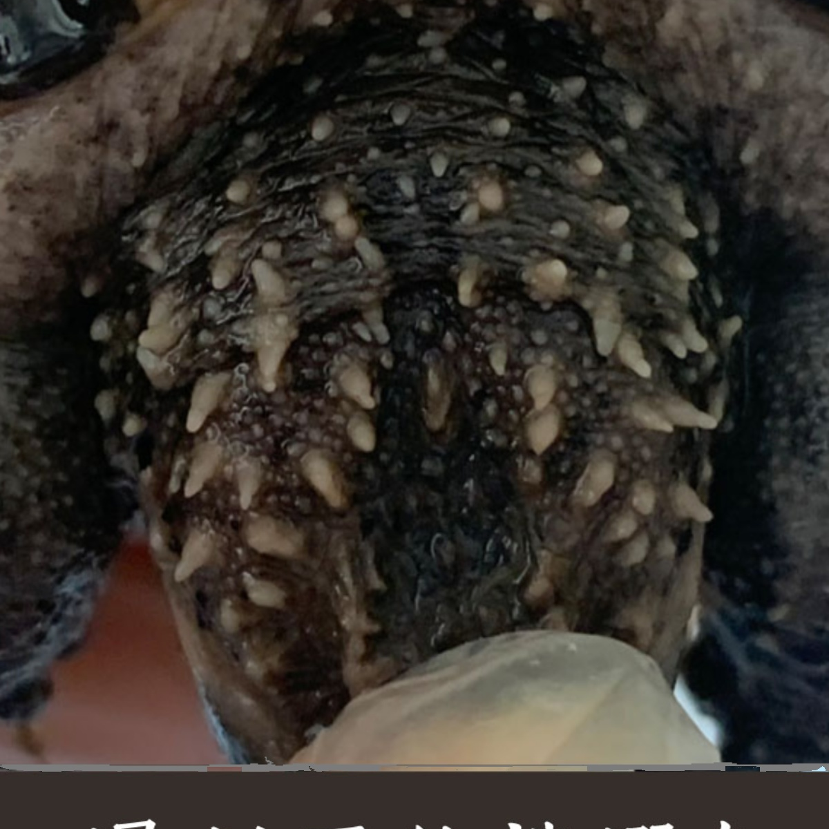 爆刺人工养殖小乌龟宠物龟