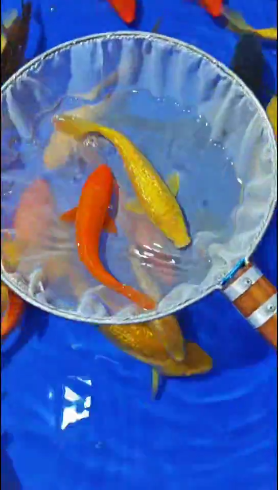 锦鲤10.19双十一特惠