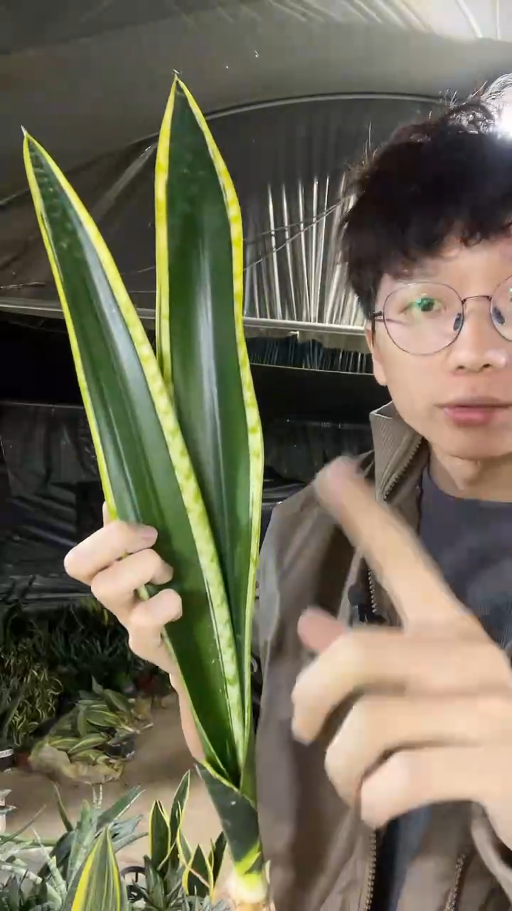 高脚霸王兰裸根19.9