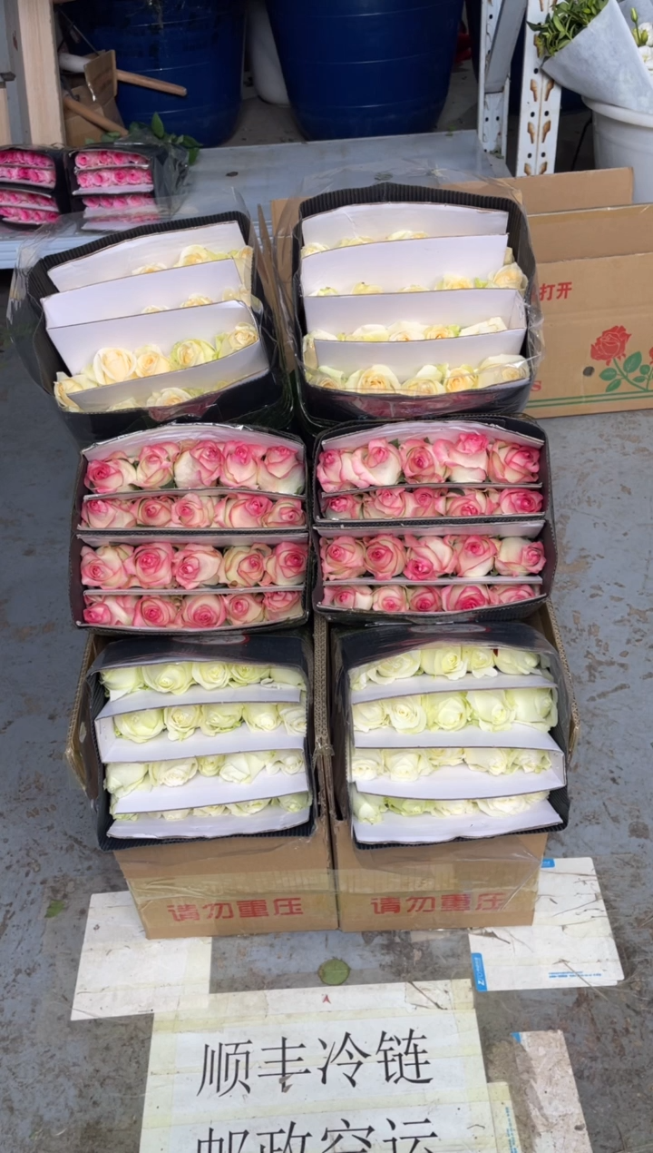 艾沙20枝+香槟20枝+白雪山20枝