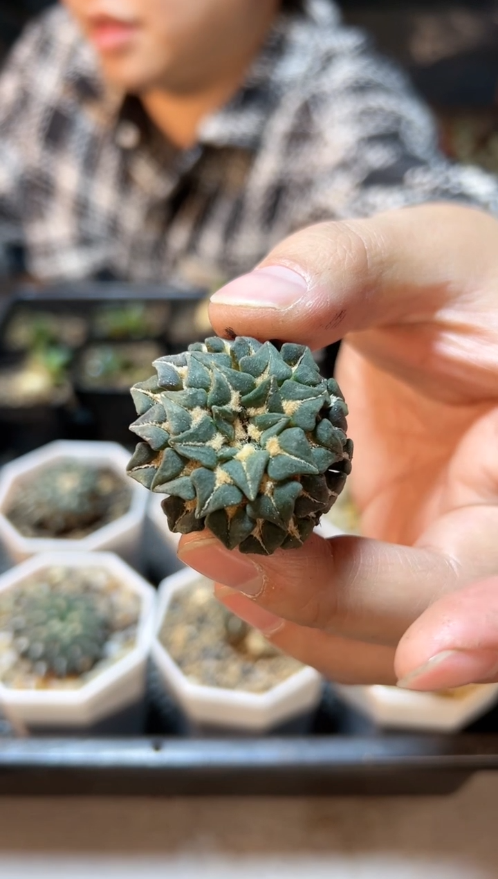 【闪购商品】自根姬牡丹3.5公分