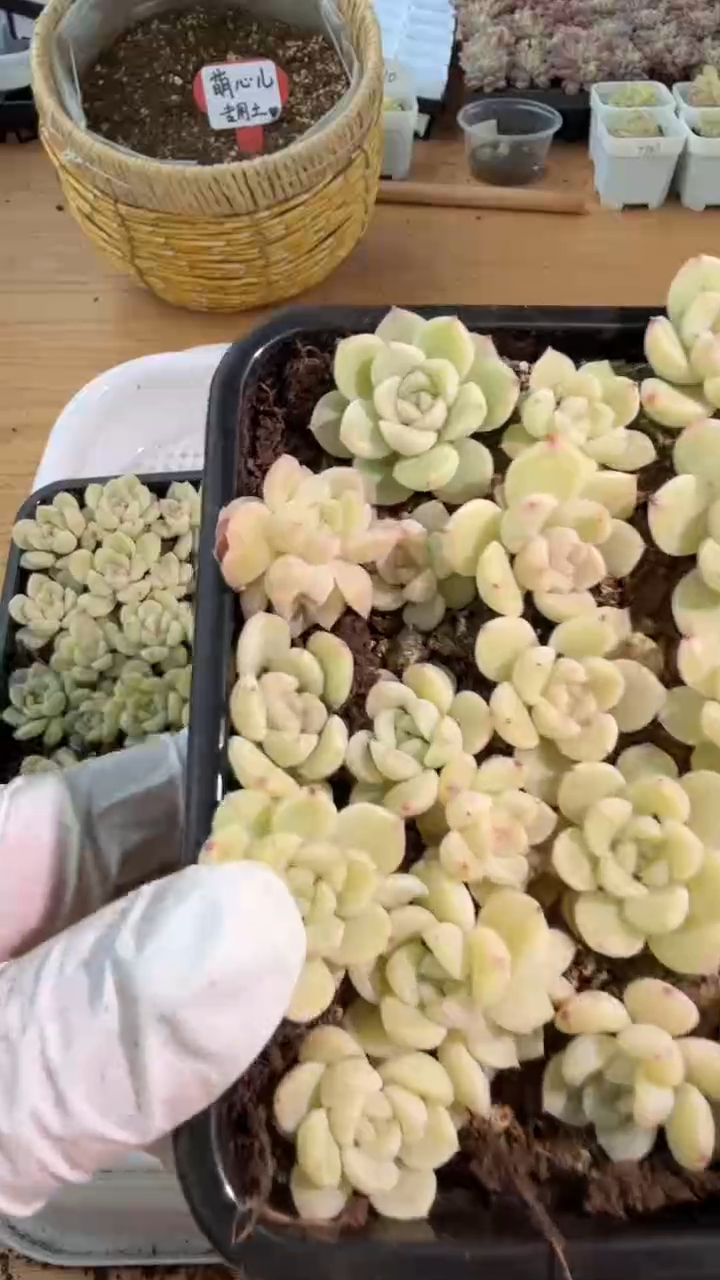 T13幻影切糕1盒 量拍混发