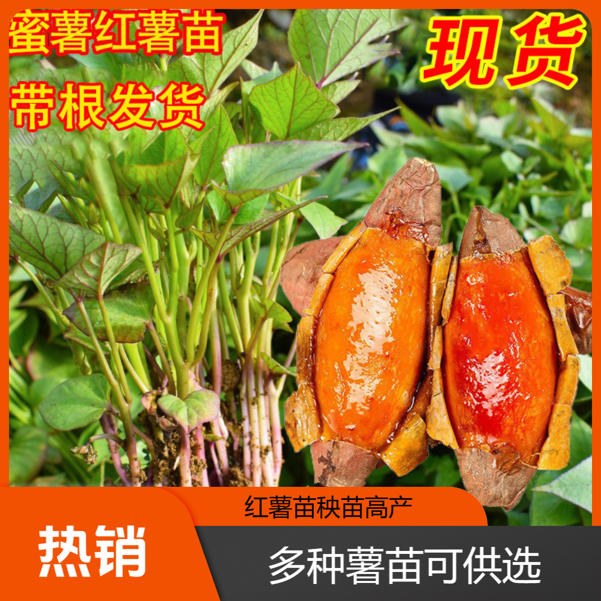 【流油蜜薯苗】苗秧苗种子高产地瓜苗原种红薯苗秧叶苗种植山芋苗