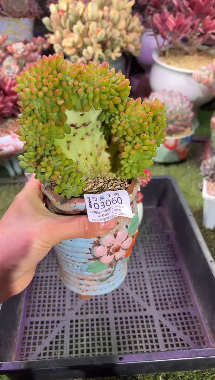 【闪购商品】03060