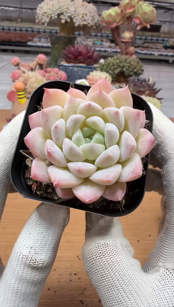 东云多肉园二店-227