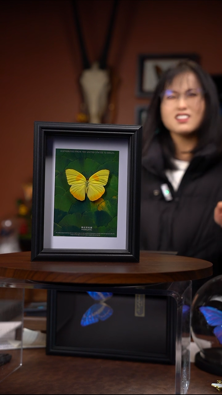 黄纹菲粉蝶 常规