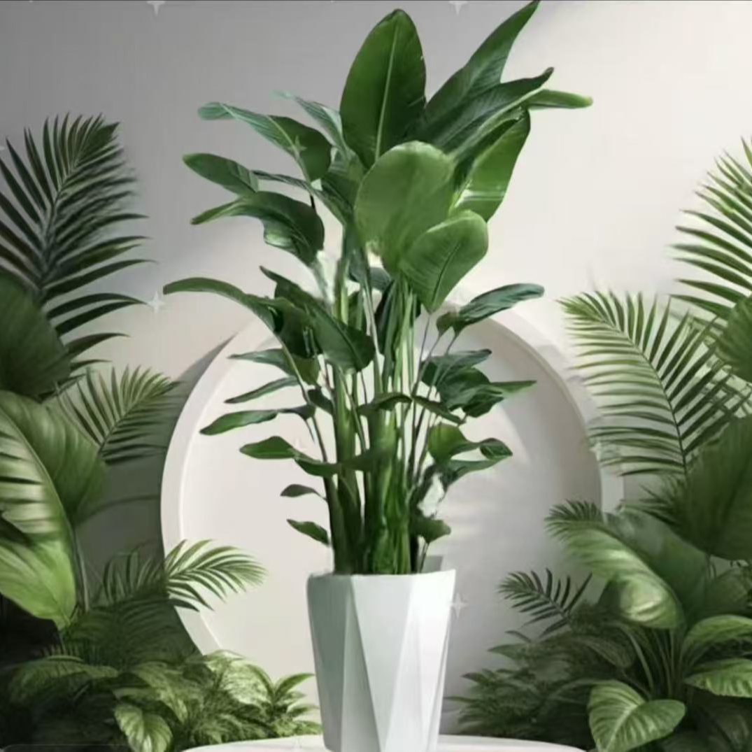 【好漂亮的天堂鸟】1.5-1.6米超A天堂鸟室内盆栽净化空气吸甲xc30