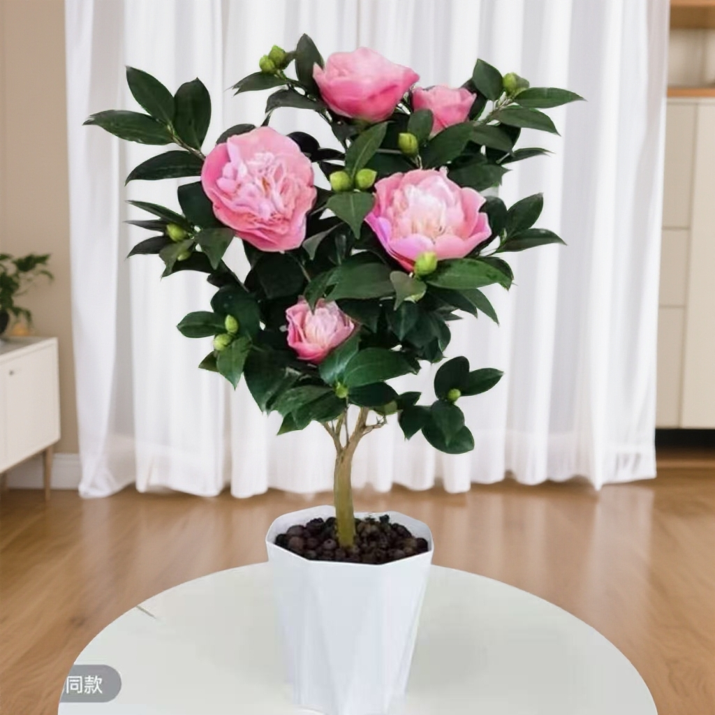 F[40-50厘米高]带花苞浓香型香妃茶花盆栽适合室内外种植耐寒耐热