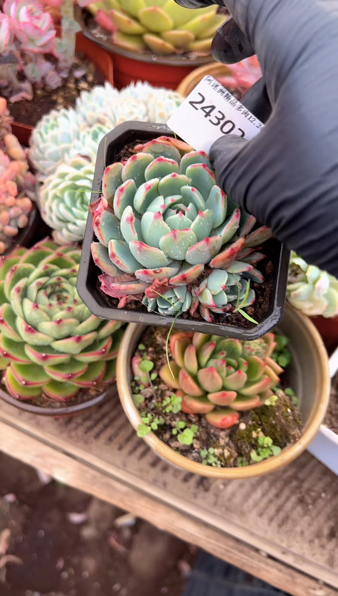 小*福多肉植物一物一拍24302