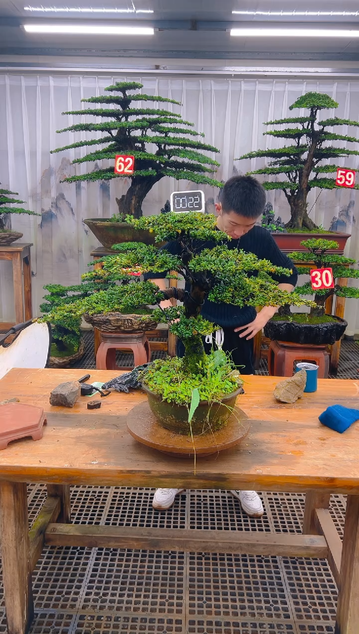 无花朵精品盆景直播间一物一拍