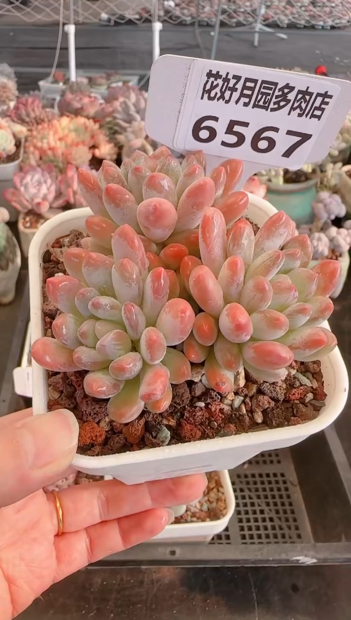 【闪购商品】6567.