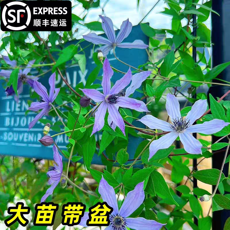 全缘组流星3类单瓣紫色铁线莲适合盆栽种植
