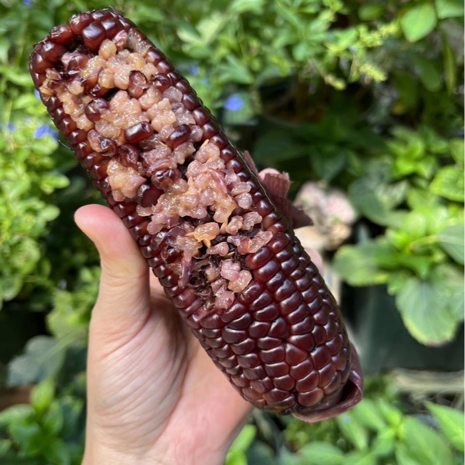 山西忻州小黑糯玉米 香甜 软糯  粗粮 早餐 晚餐 代餐