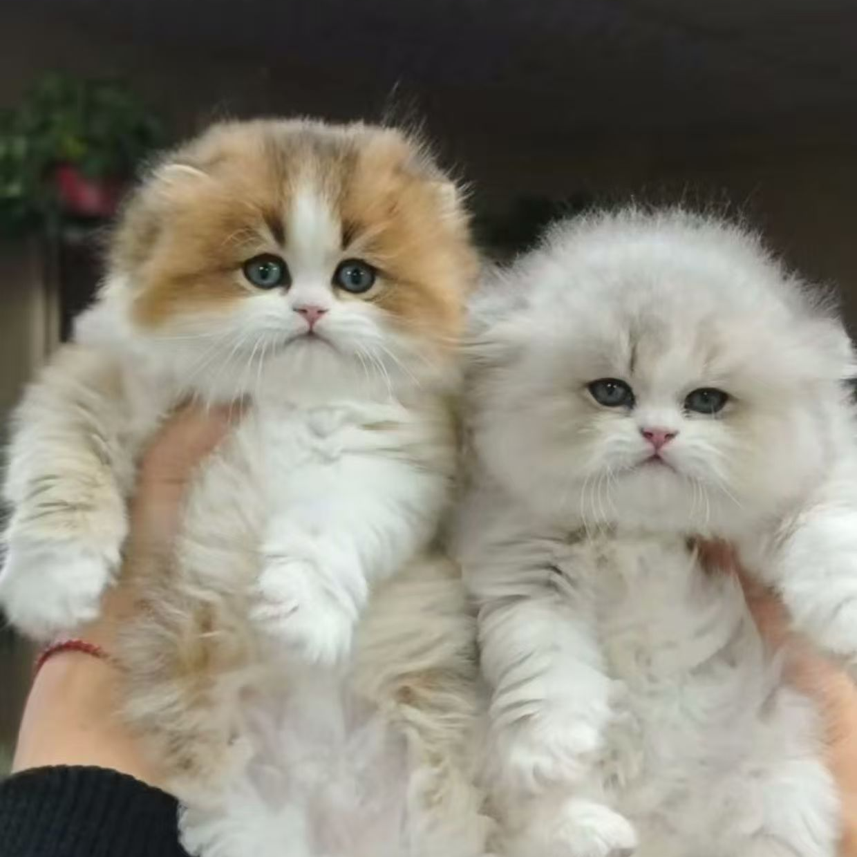 （扬州小天家的猫）T小猫咪活体