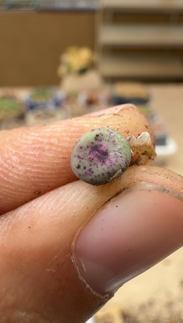 多肉植物肉锥5-111