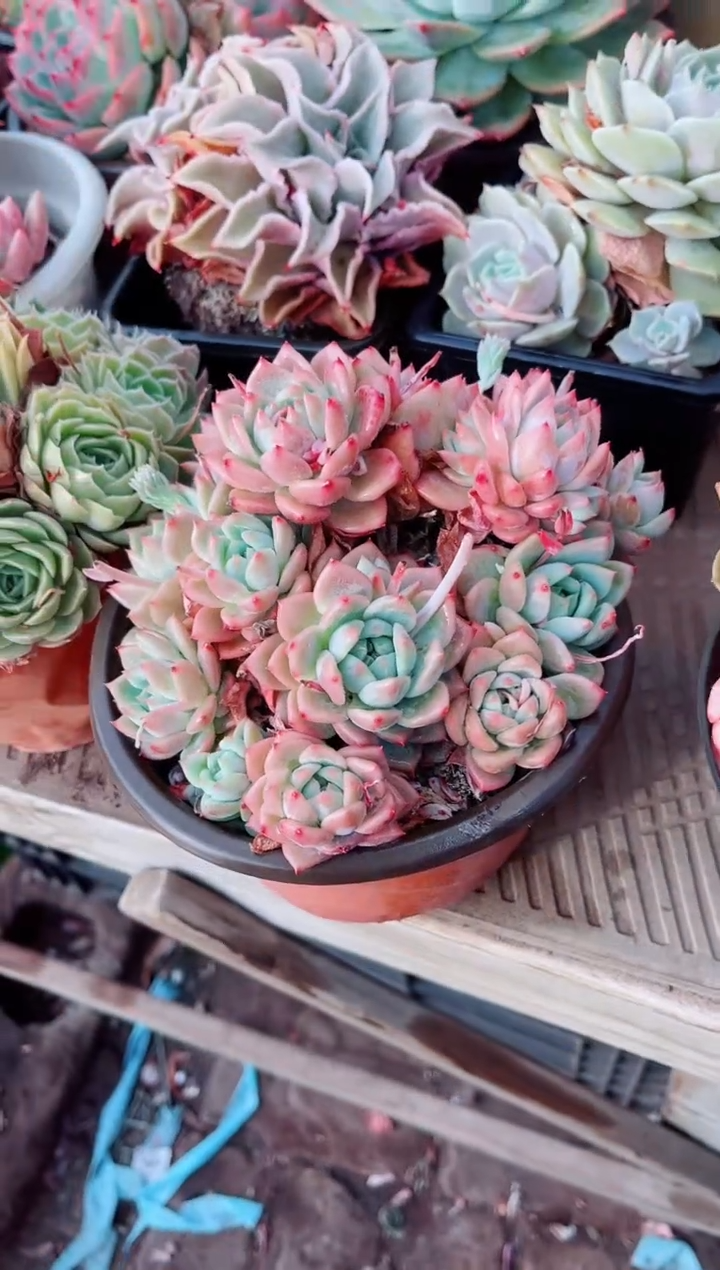 14069多肉植物一物一拍