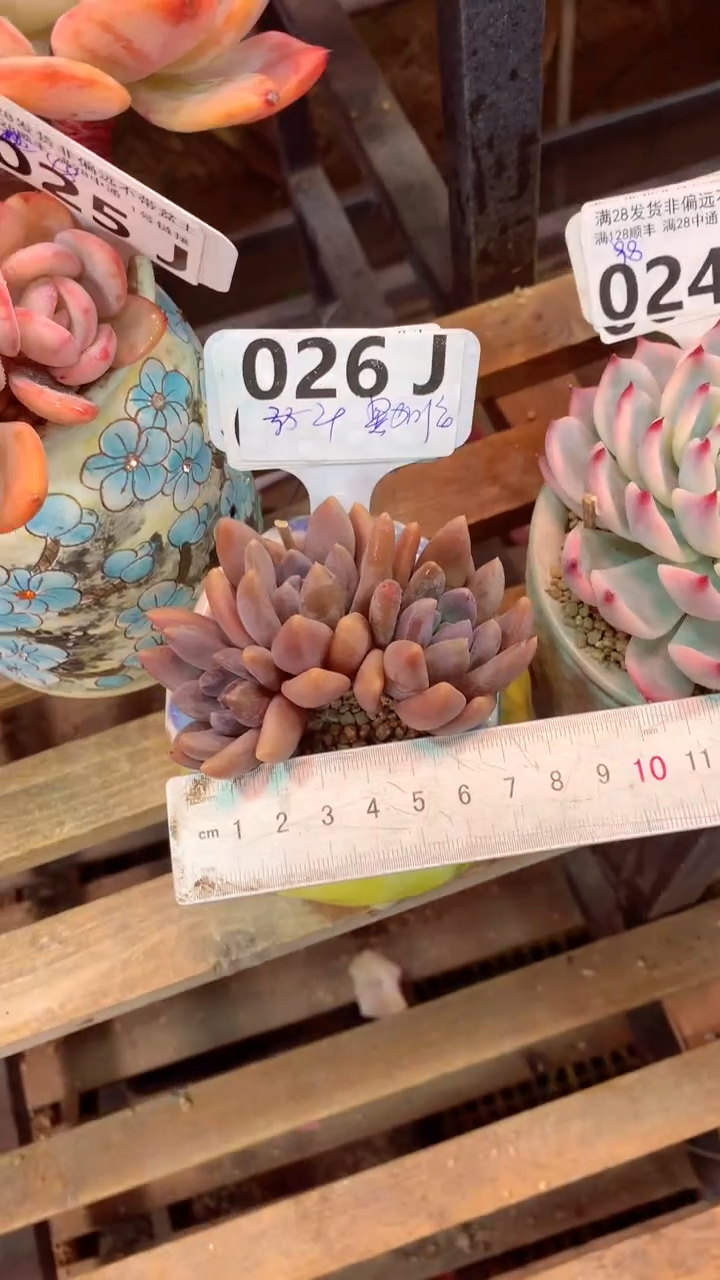 026J（一物一拍，精品多肉，所见即所得 ）