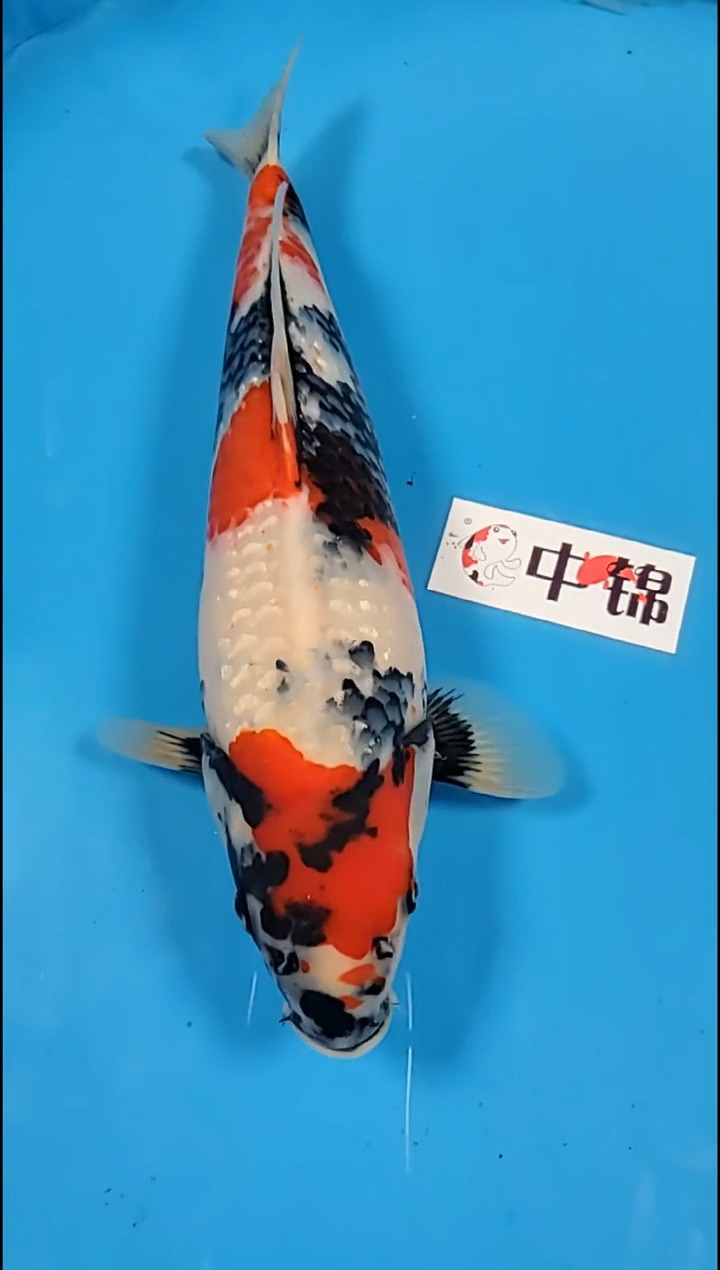 锦鲤【251216-27】昭和三色 38公分 不详 (海怡)寄养至26年5月