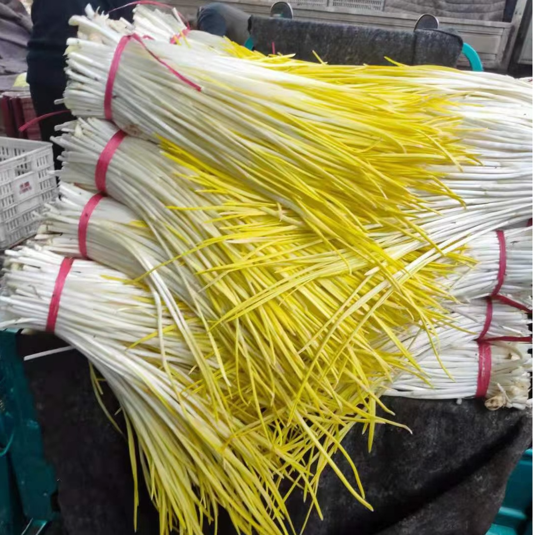 山东现割头茬新鲜蒜黄大蒜幼苗当季时令蔬菜