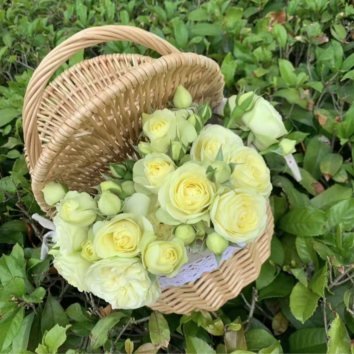 【奶油龙沙大苗】多头灌木