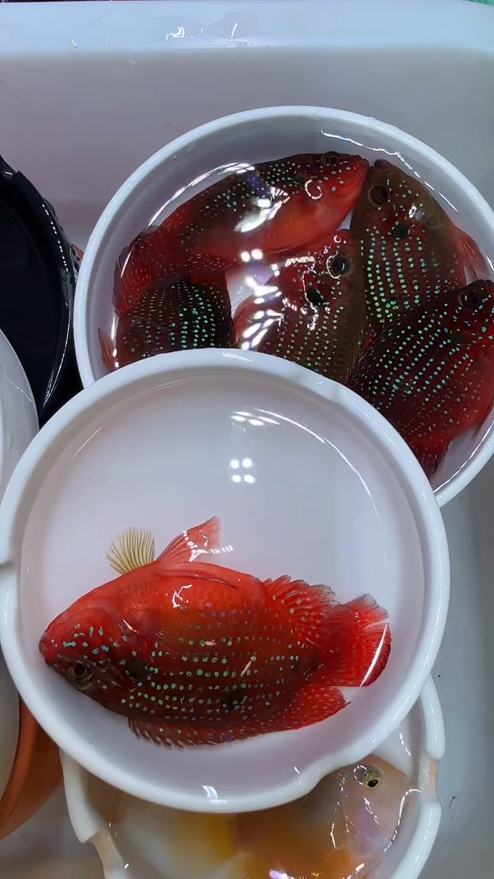 鹦鹉鱼红宝石求母1个