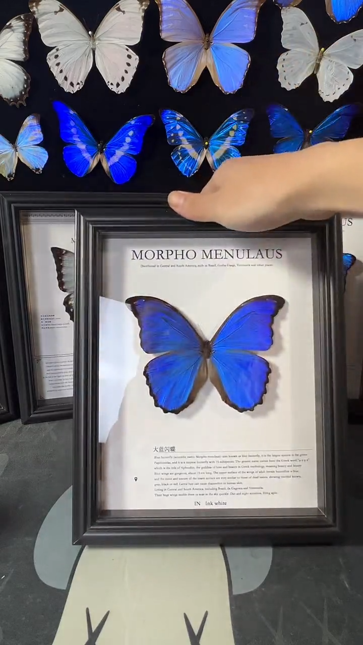 大蓝闪蝶欧版相框