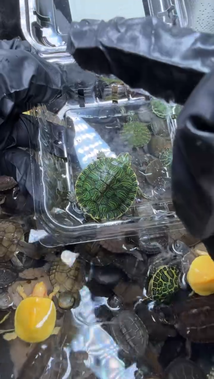 公母搭配宠物龟18号闪购