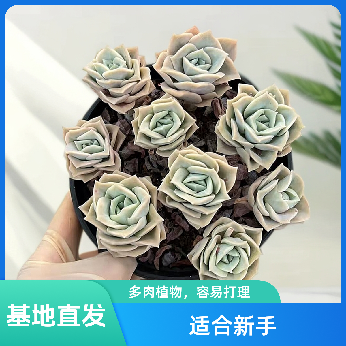 挚爱 可爱玫瑰 多肉植物  【带盆带土】 庭院美观净化空气