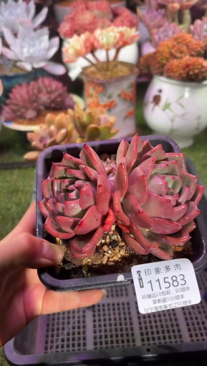 【闪购商品】11583