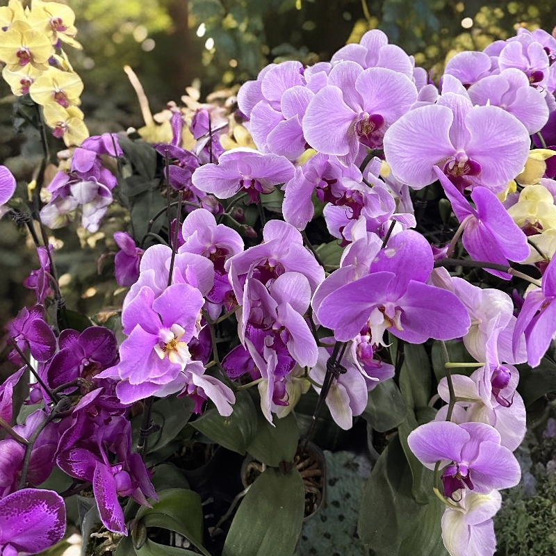 花悦里【开花株】随机品种带花发货 不售后 广州花卉源头基地