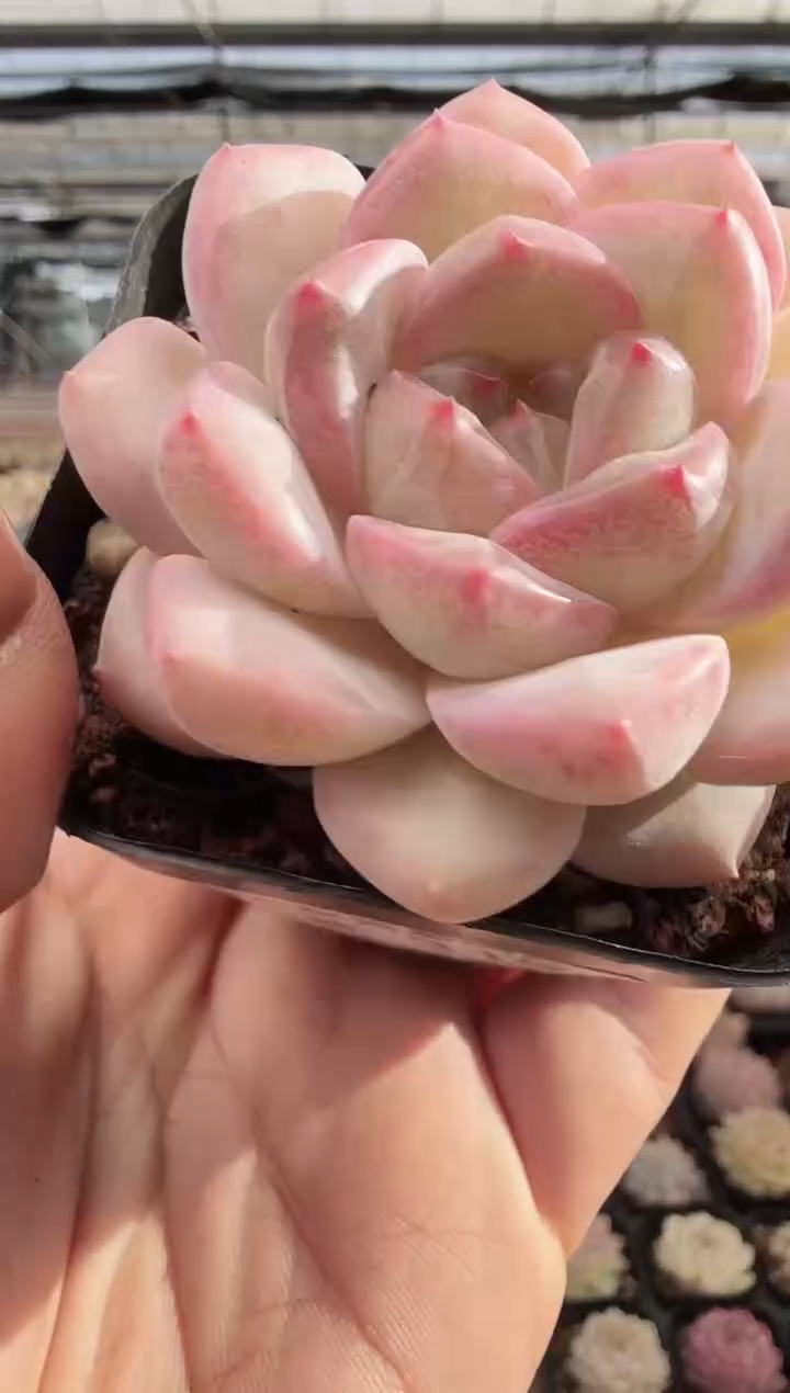 东云多肉园新款-319