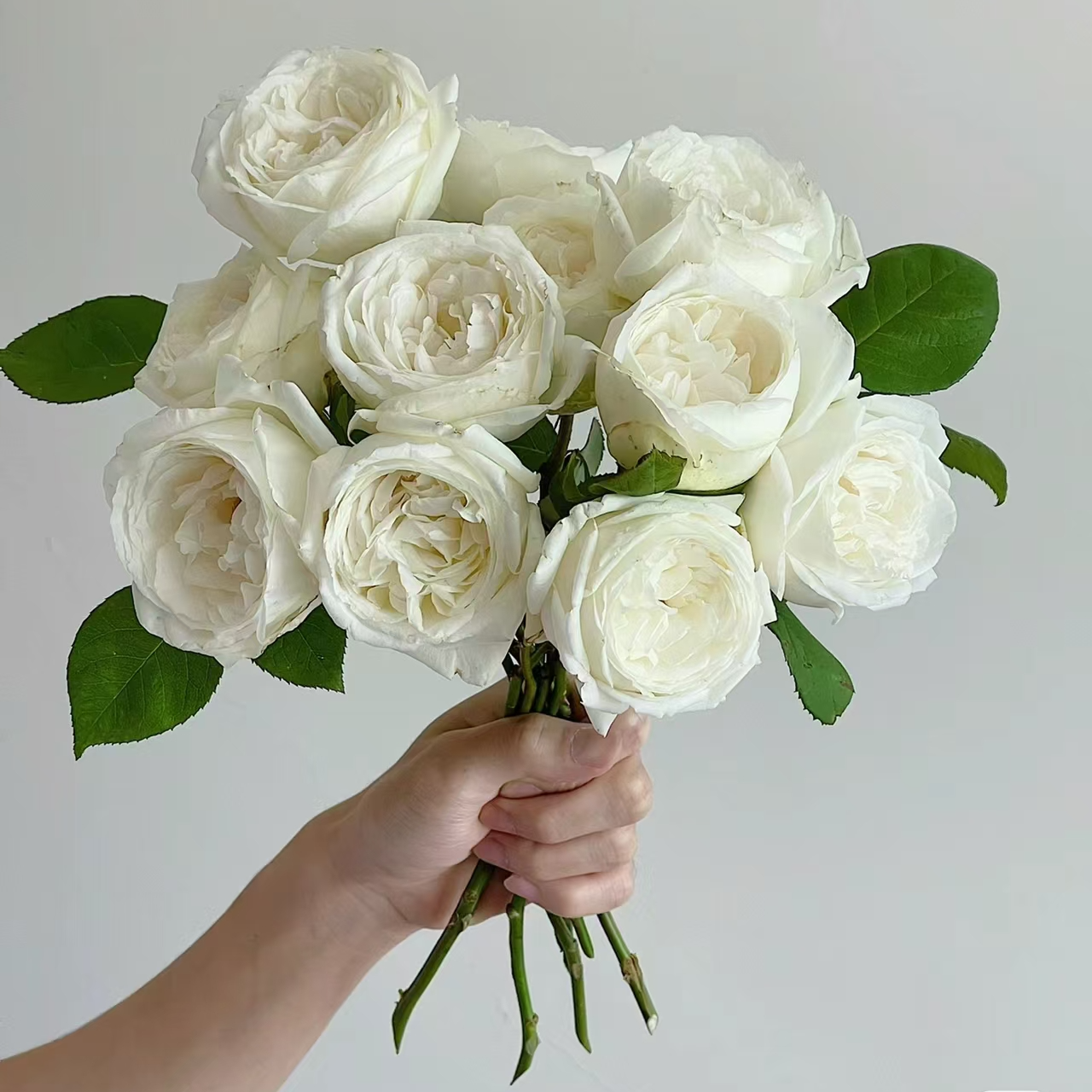 玫瑰大叔 天鹅古董 切花月季 大花高颜值强香长势好 阳台花园种植