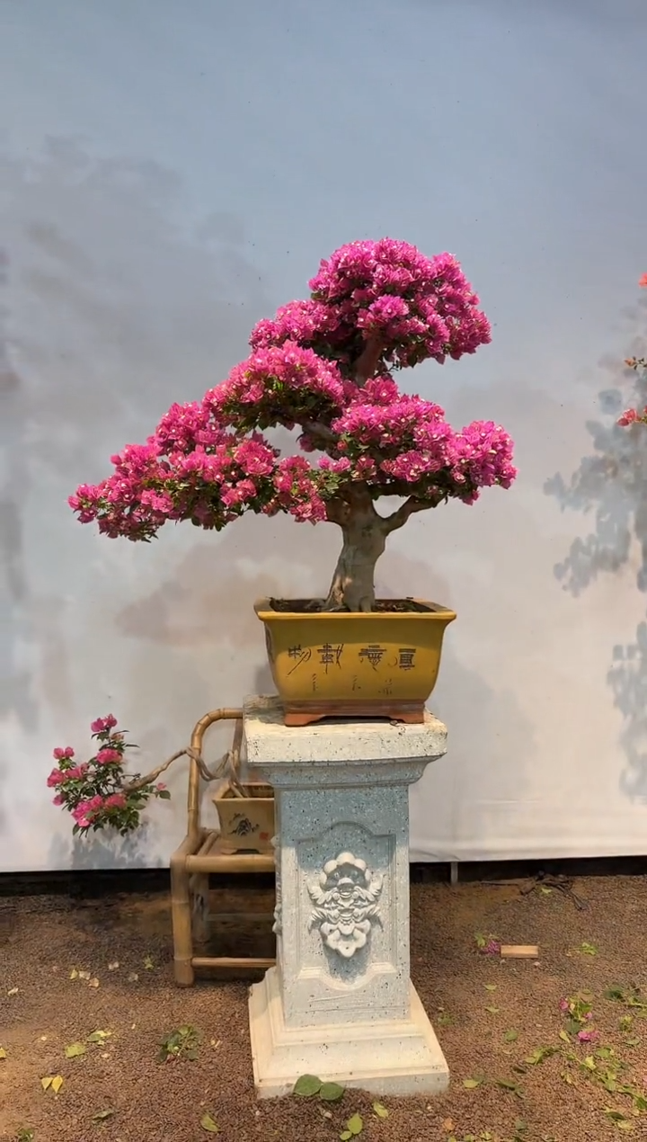 无花朵苦*啡小叶紫33