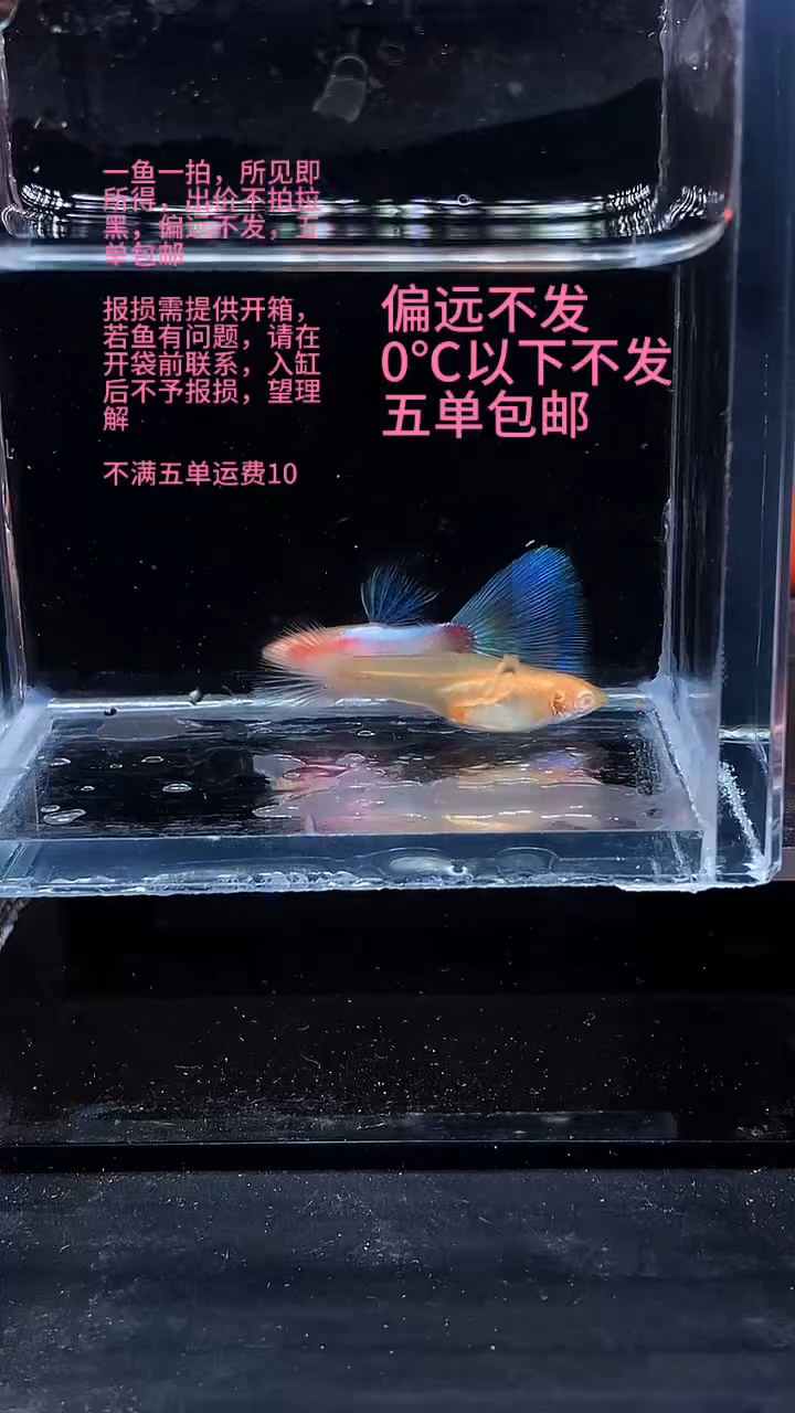 孔雀鱼孔雀鱼 22