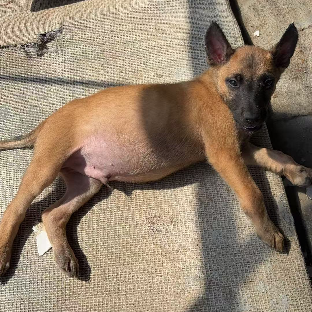 活体宠物马犬家庭宠物狗狗