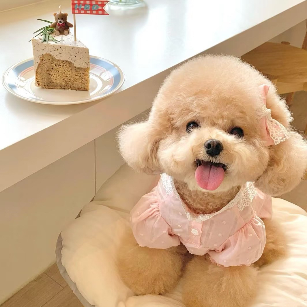 鸿乔家宠-比熊泰迪熊宠物狗狗专属链接