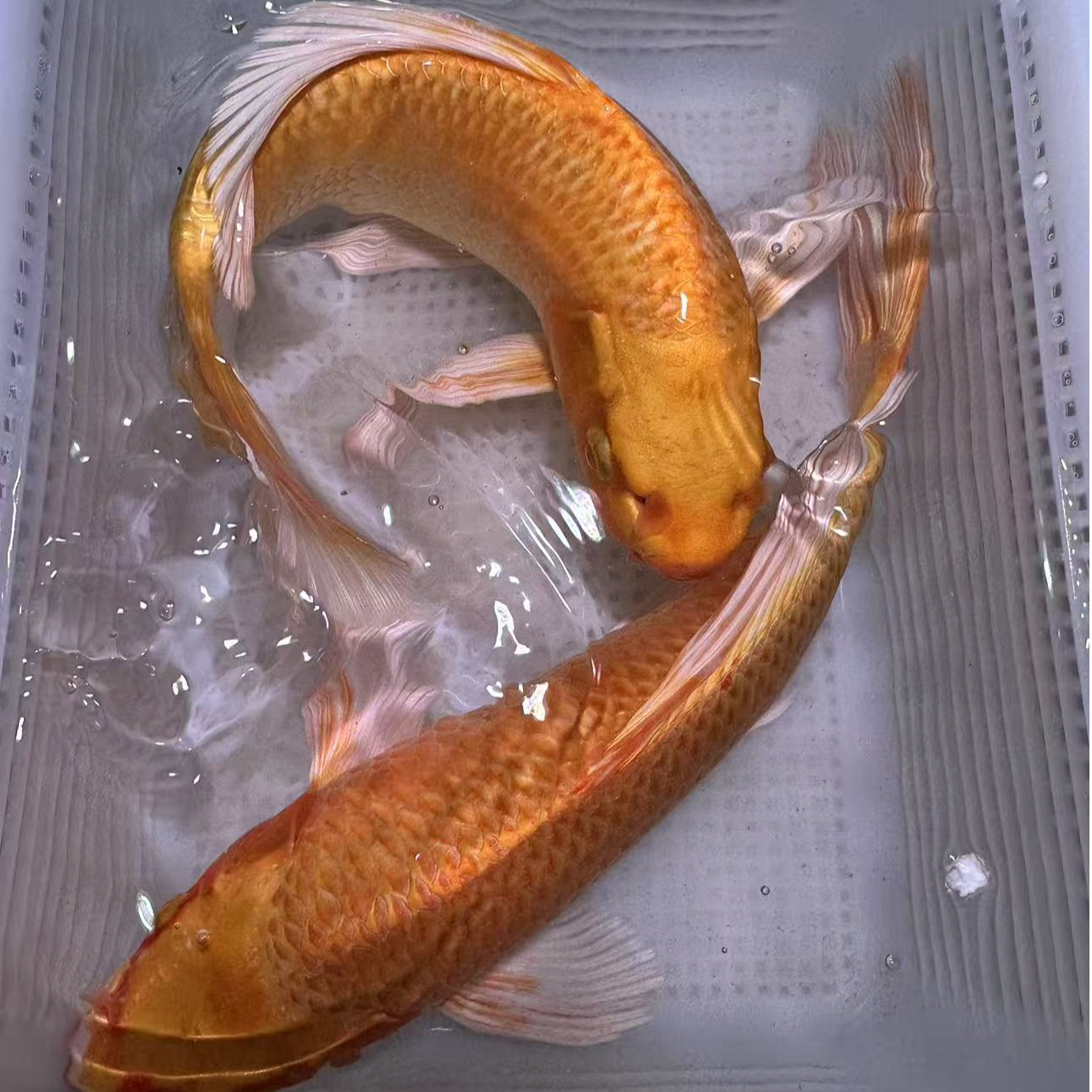 黄金锦鲤观赏鱼冷水淡水好养耐活活鱼招财风水鱼