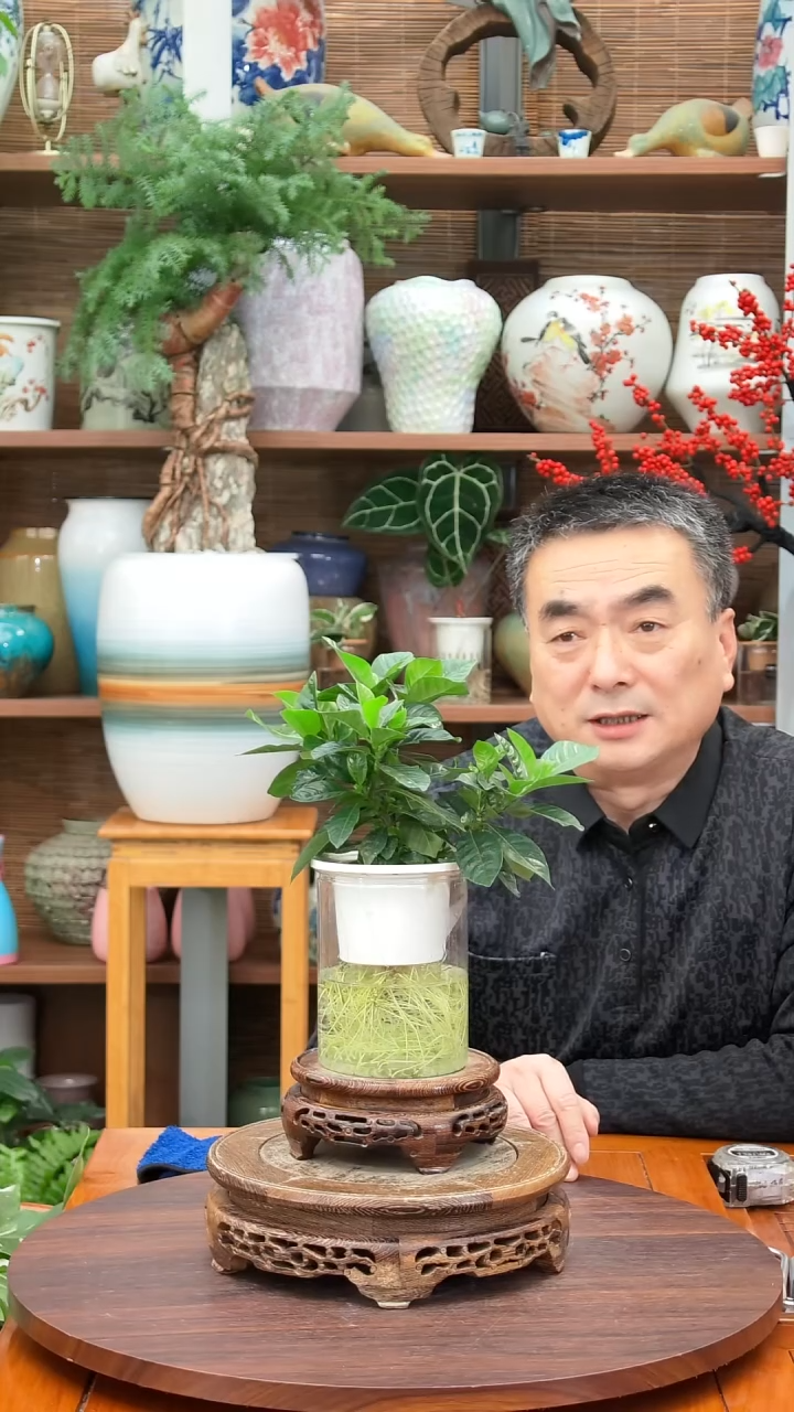 无花朵E****尽水之韵水培栀子花
