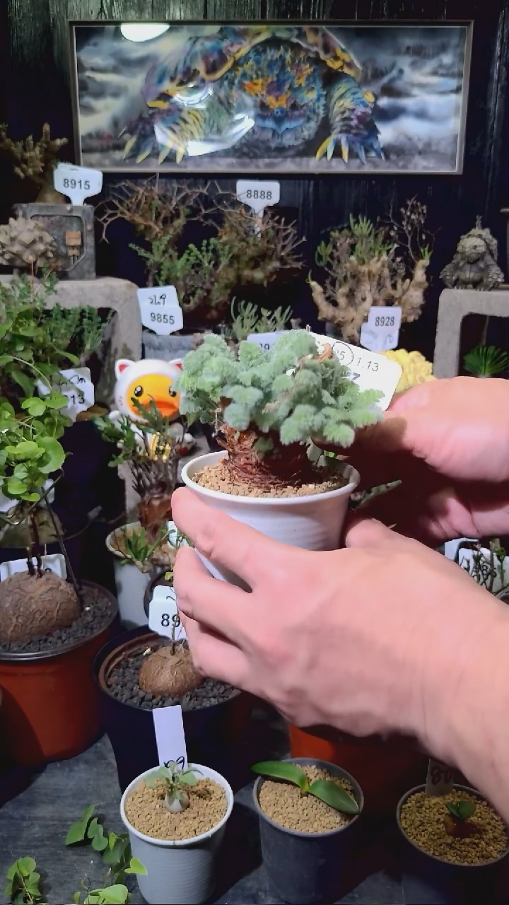 号1113福利羽叶洋葵